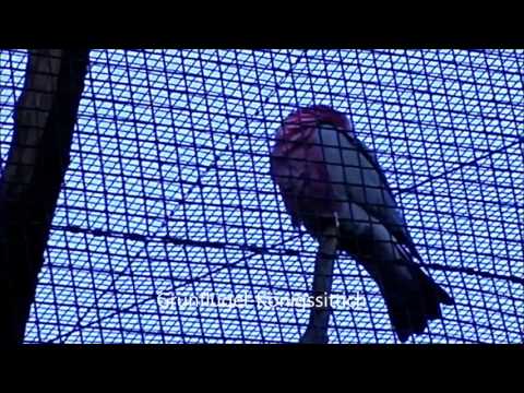 Grünflügel-Königssittich Vogel