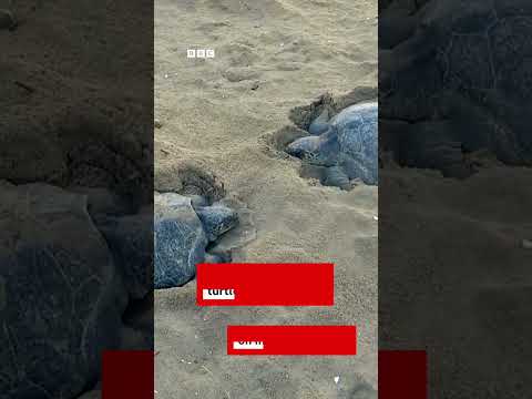 Watch: Record number of Olive Ridley turtles arrive to nest in Odisha | BBC News India
