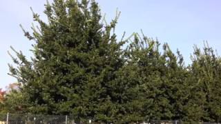 Laurus 'Saratoga' - Saratoga Bay Laurel