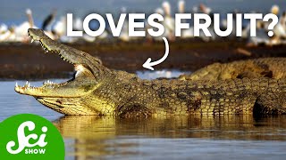 The Moth That Drinks Bird Tears & 6 Other Absurd Diets