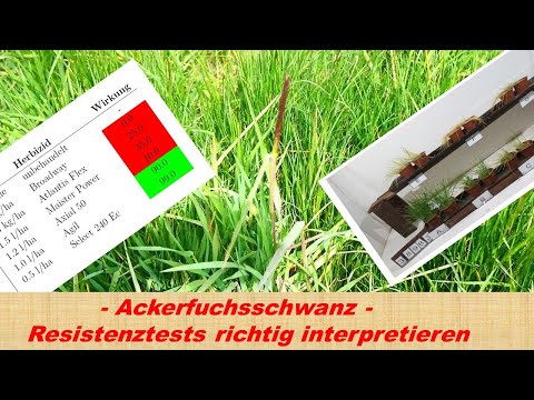 Ackerfuchsschwanz - Resistenztests richtig interpretieren