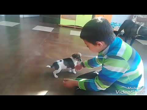 Uva with cats and kids