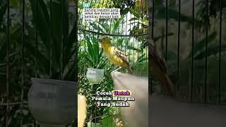 Download lagu How to care for our cipoh/sirtu birds so they sing every day! #chirpingbirds #birds #cipoh #males... mp3 Download lagu How to care for our cipoh/sirtu birds so they sing every day! #chirpingbirds #birds #cipoh #males... mp3