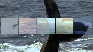 Matteo Sommacal - The Whale's Divertissement