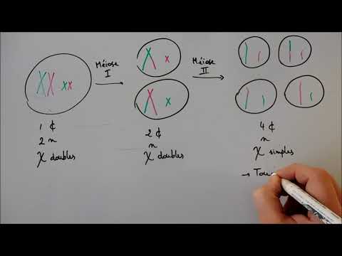 Meiosis: the process