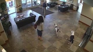 Two Dogs Walk Into A Hospital