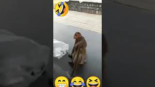 Download lagu STORY WA LUCU 30 DETIK LUCU MONYET VS ANJING mp3 Download lagu STORY WA LUCU 30 DETIK LUCU MONYET VS ANJING mp3