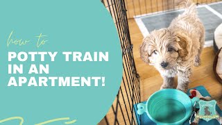 How to Potty Train Your Puppy if You Live in an Apartment!