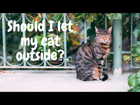 Should I let my cat outside?