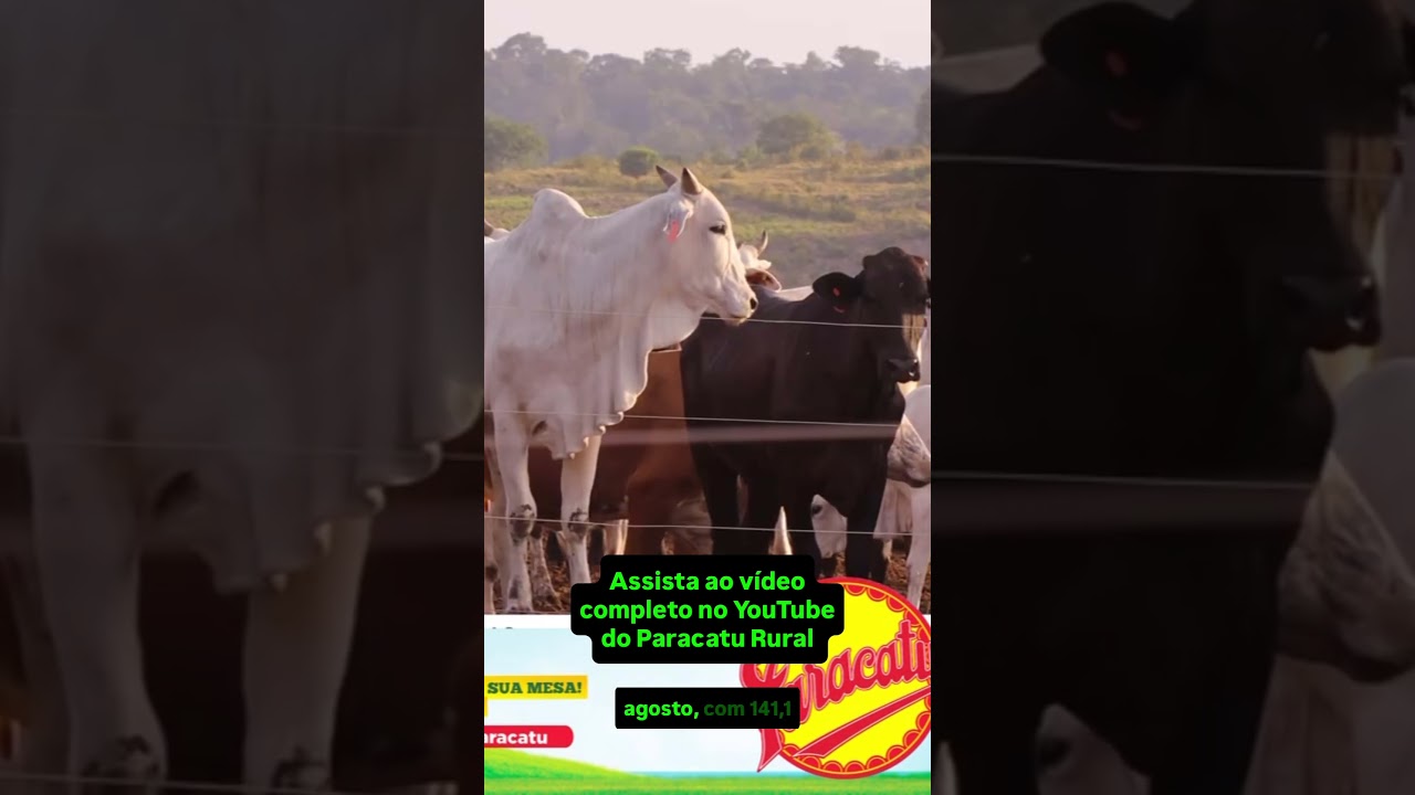 Arroba do Boi Gordo a R$ 200 ainda este ano?