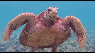 Swimming with Green Turtles