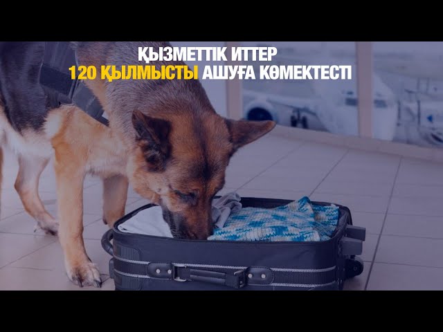 Қызметтік иттер 120 қылмысты ашуға көмектесті