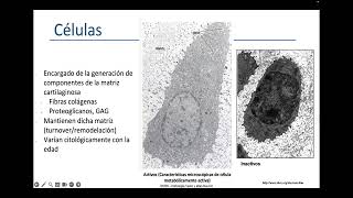 M2-T06_Tejido Cartilaginoso
