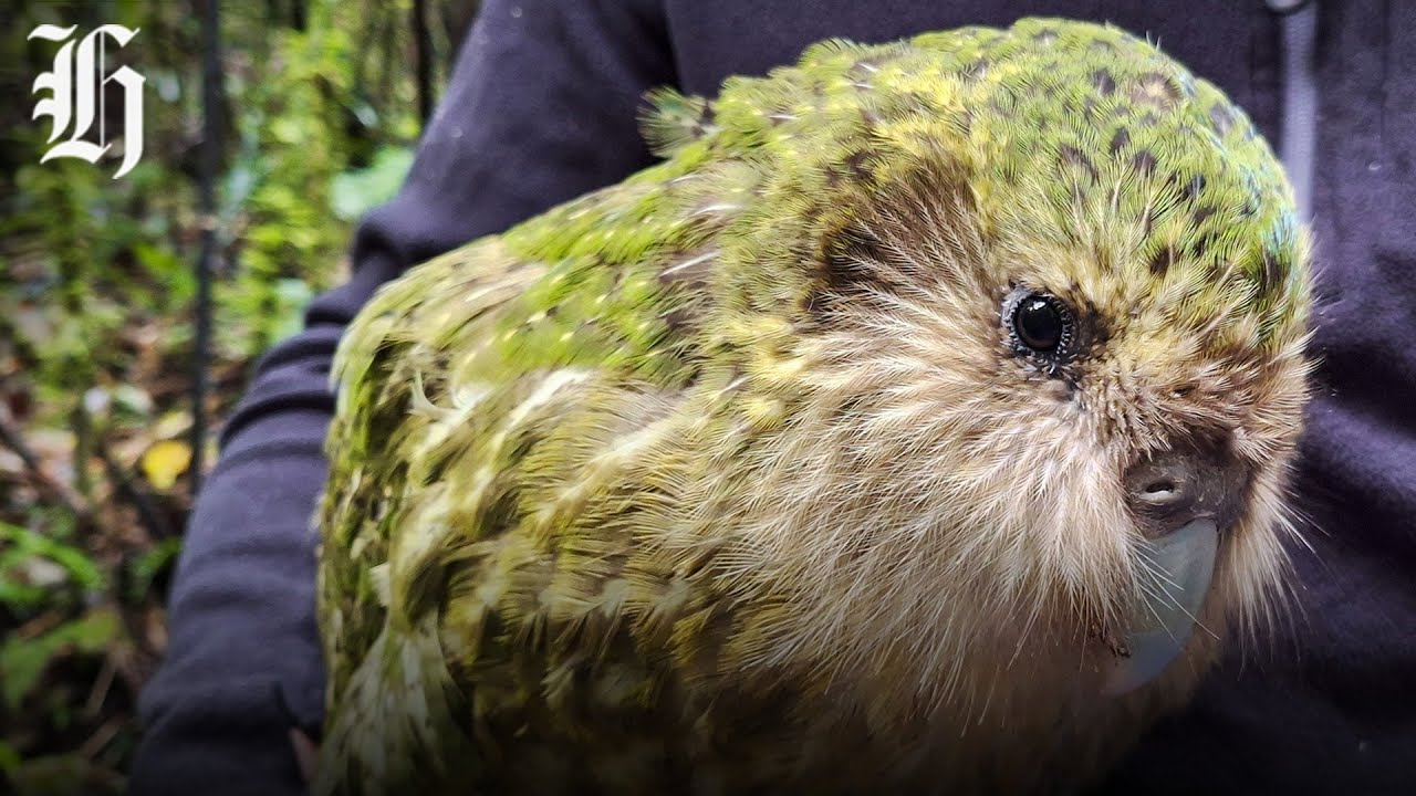 Kākāpō Comeback: Could this be the biggest breeding season on record? | Herald NOW