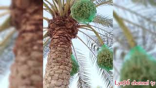Pambansang prutas ng ibang bansa ang DATES masarap at maraming benefits ito sa ating katawan