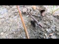 20130731 147 Carpenter Ants Attacking Small ...
