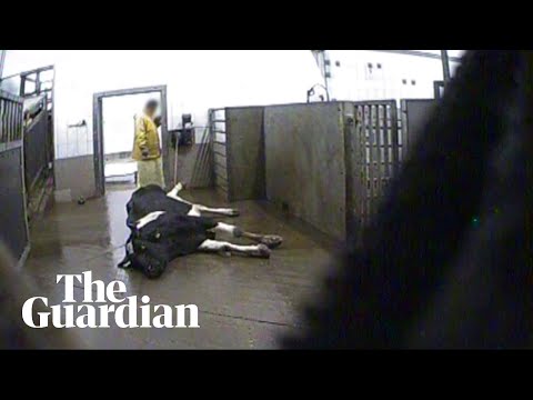 download lagu mp3 mp4 Cow Slaughter Punishment India, download lagu Cow Slaughter Punishment India gratis, unduh video klip Cow Slaughter Punishment India