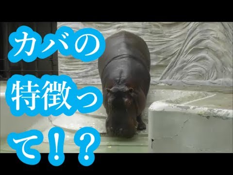 カバの種類と特徴