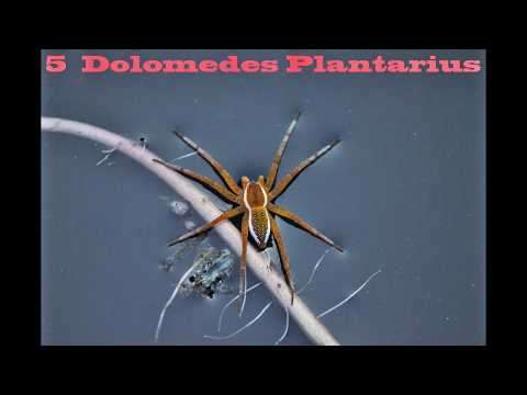 Aracnidi - Ragni - ragni Italiani - parte 1