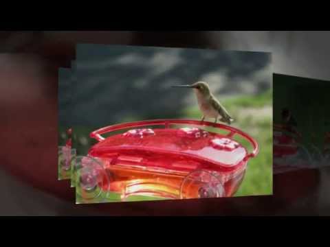 Aspects 407 Jewel Box Window Hummingbird Feeder