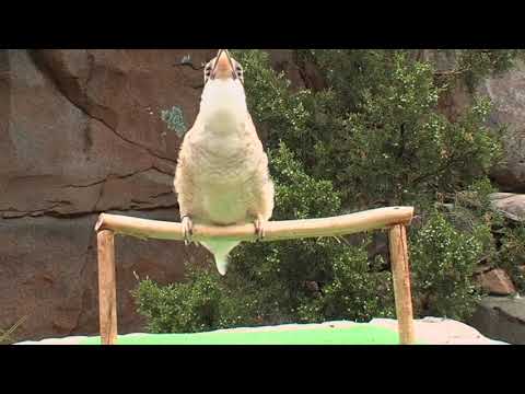 Kookaburra Laughing  - The Laughing Kookaburra Bird - Bird laughing - Kookaburra laugh
