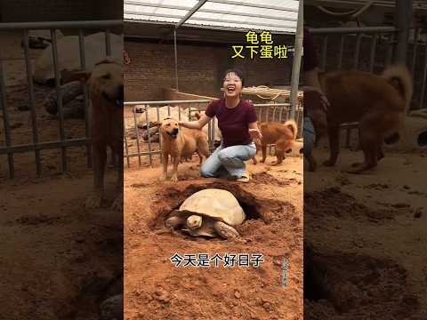 Suddenly the tortoise and egg business 😱💔~mini wood toy- woodworking art skill/wood hand #shorts