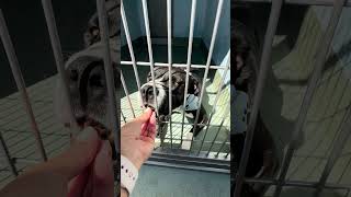 Video preview image #1 Mutt Puppy For Sale in Pasadena, CA, USA