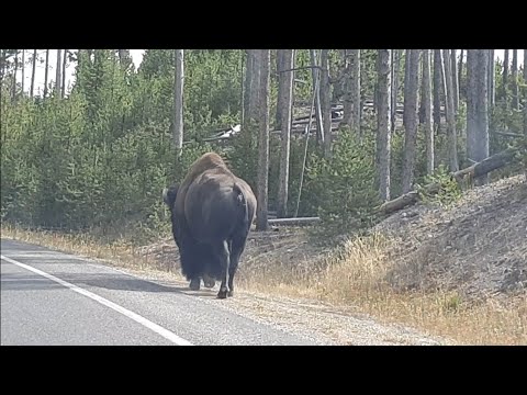 Yellowstone N.P. Geysers. Bison. Waterfalls awesome canyon lots to see