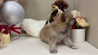 ハーフ犬の動画01