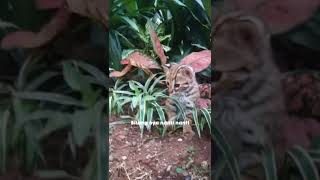 Download lagu Sindiran keras buat orang yang gamau bayar utang #shorts #videoshorts #story mp3