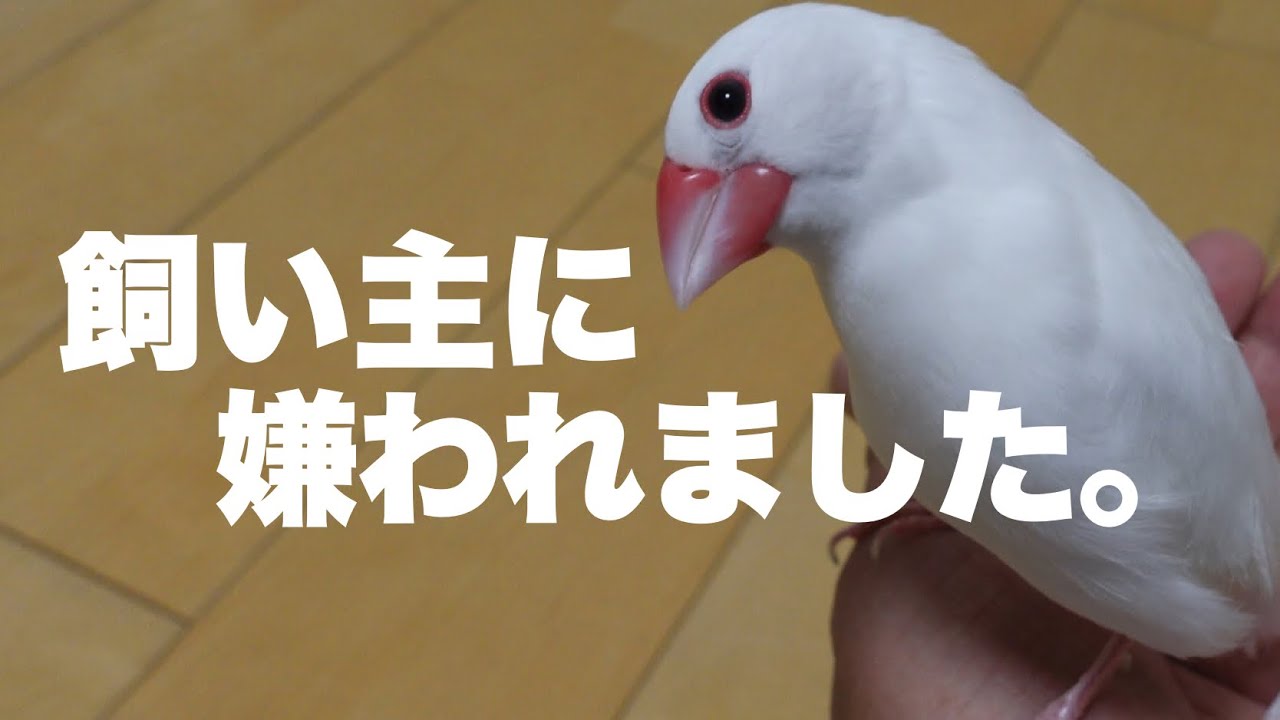 文鳥が「飼い主に嫌われた」と感じてしまうNG行為