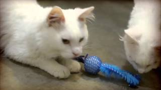 Adopt William: Rescued from a Hoarding situantion, a cat ready for his forever home