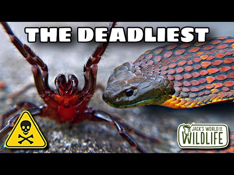 The TOP DEADLIEST Animals In AUSTRALIA That I FOUND!