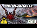 The TOP DEADLIEST Animals In AUSTRALIA That I FOUND