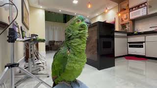 Bom dia Amor - Papagaios Falantes e fofos da mamãe 