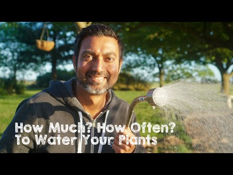 How Much & How Often to Water Your Plants Video