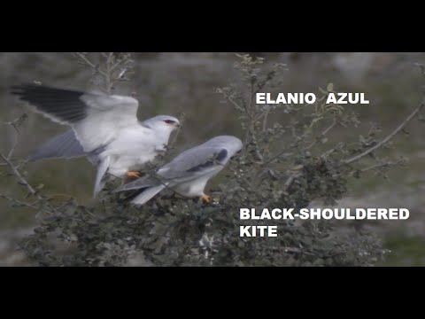ELANIO AZUL | BLACK-SHOULDERED KITE | Elanius caeruleus
