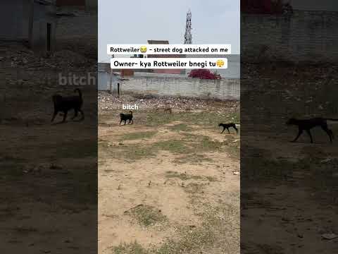 Street dog attack on Rottweiler | roxy the Rottweiler #reviewreloaded #rottweiler #shorts