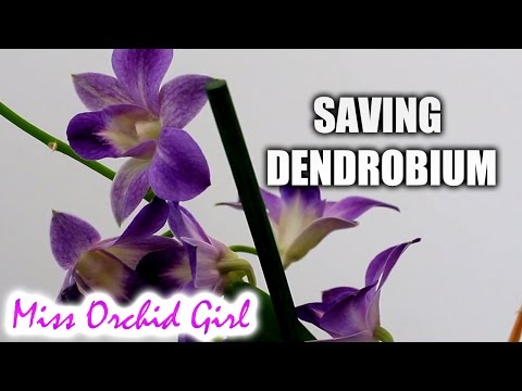 Saving Debdrobium Phalaenopsis Orchid with no roots