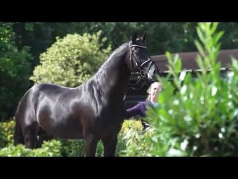 Diarado  (Diamant de Semilly x Corradon I x contender)