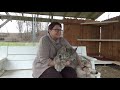 Max Canada Lynx Happy Thanksgiving 2019