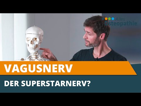 Vagusnerv - Der Selbstheilungsnerv einfach erklärt aus osteopathischer Sicht - Alles Osteopathie