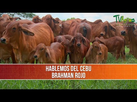 , title : 'Importancia  y Características del Brahman Rojo - TvAgro por Juan Gonzalo Angel'