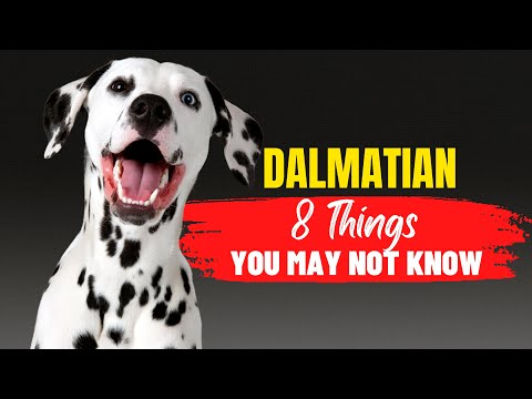 7 Things You Didn't Know About Dalmatians Before Adopting One | Dogs Genesis | @DogsGenesis