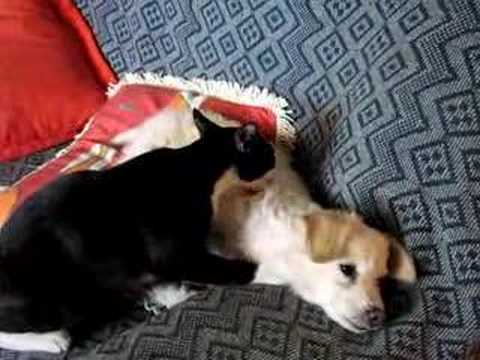 Amon Ra, a cat, licks Julie, a dog