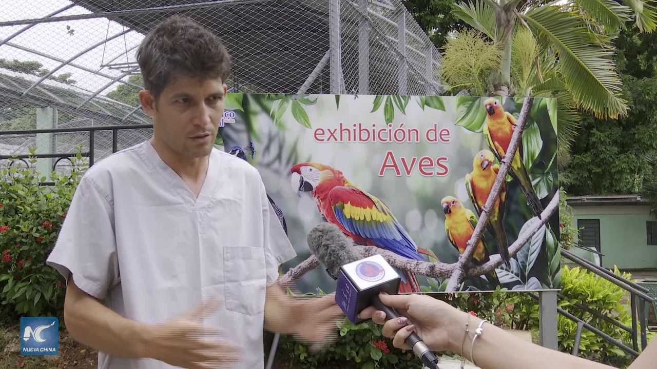 Nacen cuatro tigres en zoológico de Cuba en medio de limitaciones