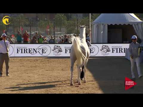 N.64 LOLA OS - MENTON 2017 - Mares 4 to 6 years old (Class 4)