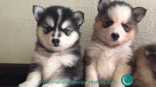 Video preview image #1 Pomsky Puppy For Sale in LEBANON, OR, USA