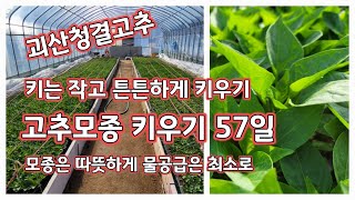 고추 모종키우기 57일 모판 자리바꿈 액상규산 살포 칼탄에이스 탑소뿔 코레곤 홍군 [고추재배방법]