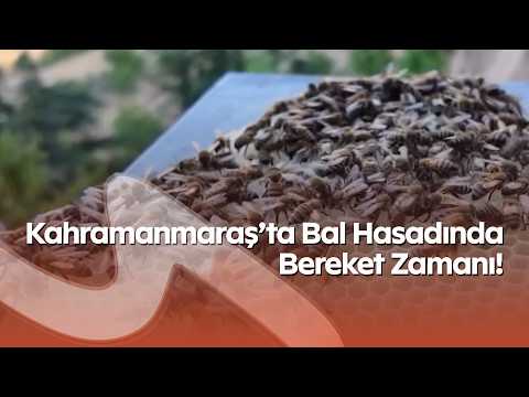 Kahramanmaraş’ta Bal Hasadında Bereket Zamanı! Arıcılar Aylar Süren Emeğinin Karşılığını Alıyor